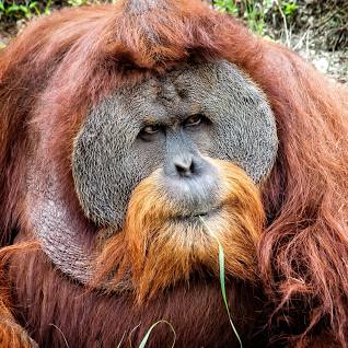 ORANGUTAN     